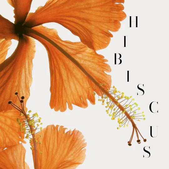 The Hibiscus Flower