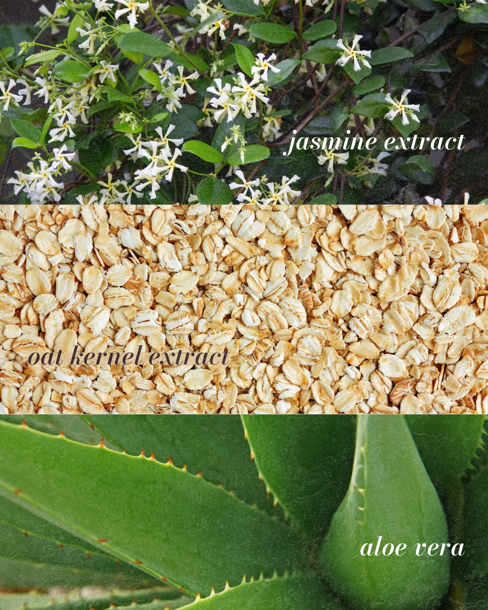 Jasmine Milk - Gentle Cream-to-Milk Cleanser