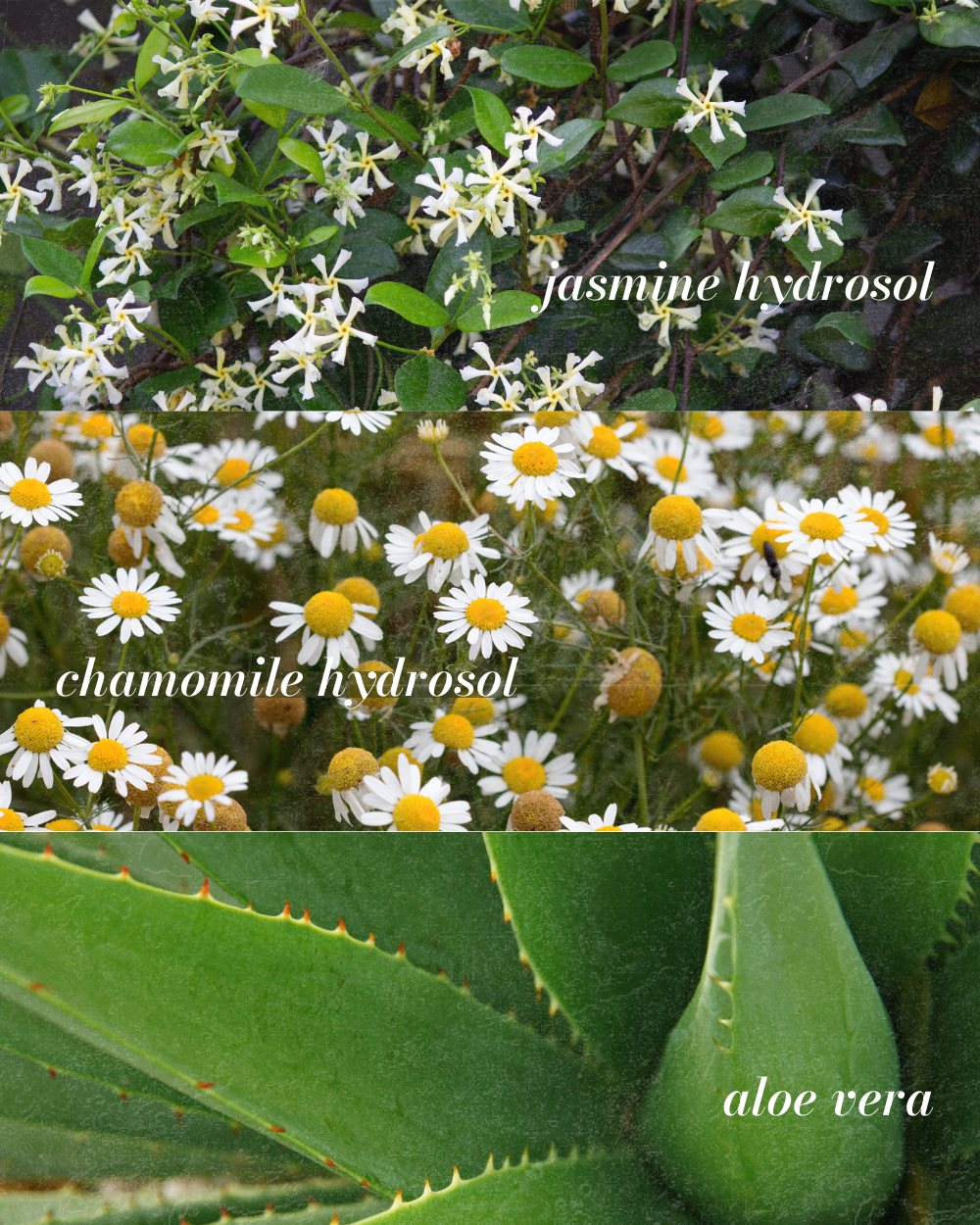 Jasmine Essence - Soothing & Hydrating Floral Water