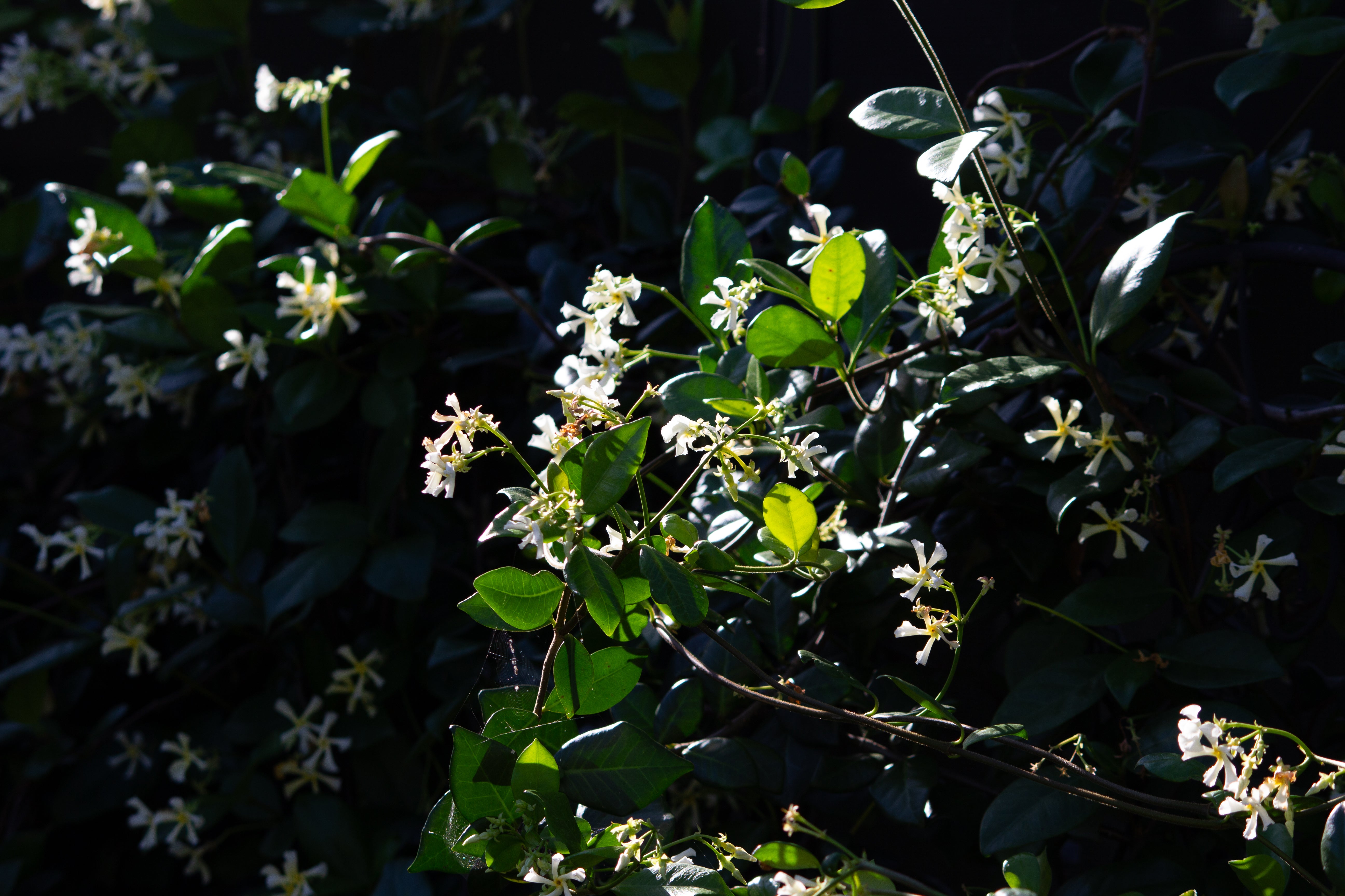 The Jasmine Flower