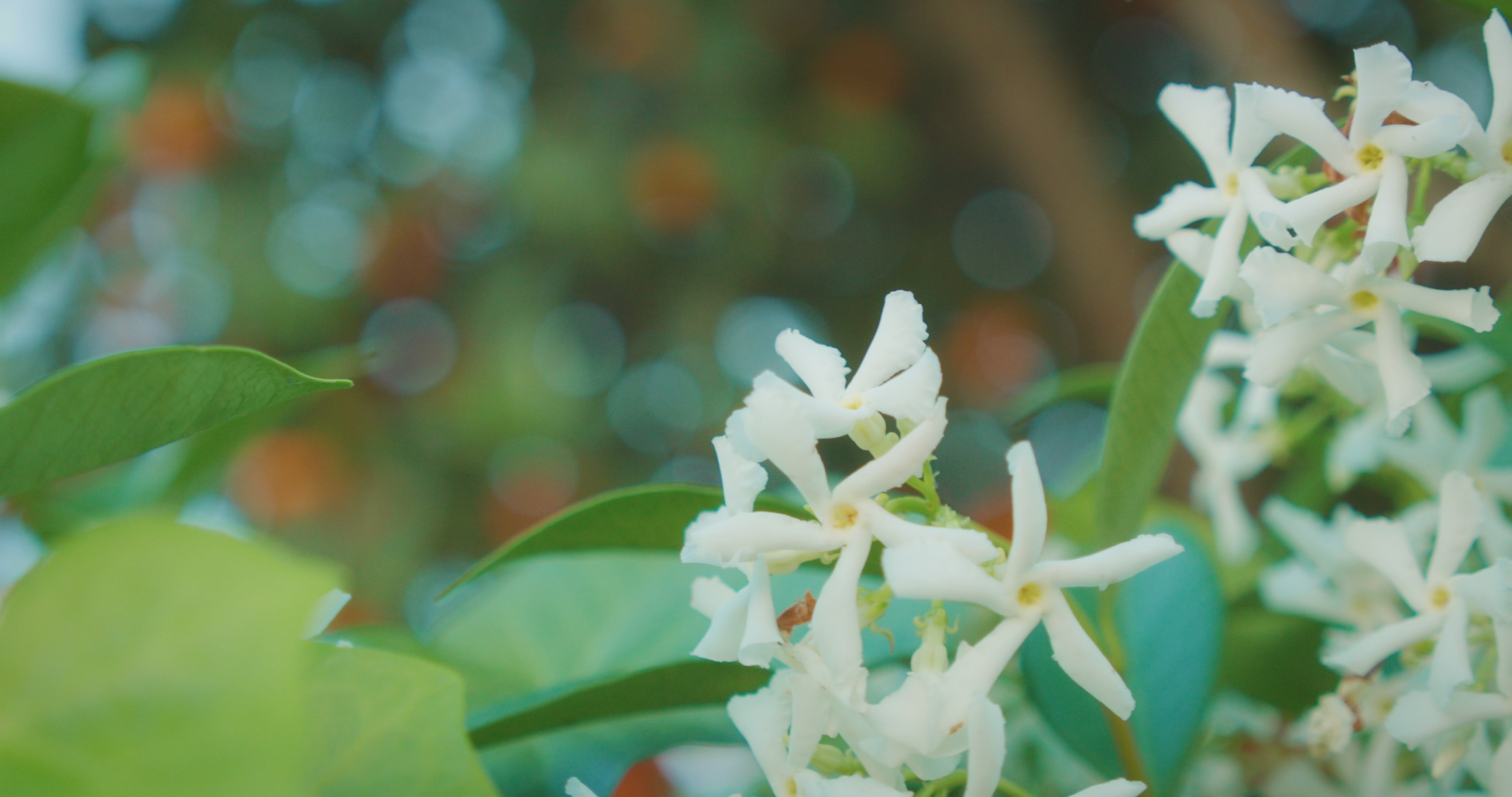 The Jasmine Flower